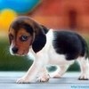 beagle peggy1086 photo