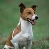jack russell peggy1086 photo