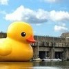Giant rubber duck >:D Lollipop97 photo