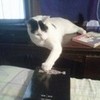 .....Kitty Likes Death Note. 789703011 photo