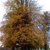 Autumn Tree sehdt photo