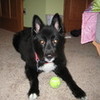My dog that passed away.....We miss her very much marleyandme5 photo