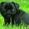 Cute Dog ShakiraIsCool photo