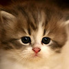 Cute cat ShakiraIsCool photo
