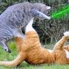 and heres 2 cats fighting with lightsaberz! warriorpeeps photo