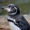 Galapagos Penguin lovelife324 photo