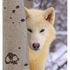  wolflover133 photo