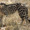 My favourite animal: The King cheetah. The King cheetah is a colour mutation of the regular cheetah. snusnu13 photo