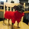 if i get a chihuahua like this imma name it Midnight TeamSongz4eva photo