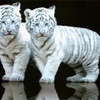 white tiger-cubs dewyonna photo
