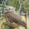 Pacco-My Pet Owl Bilkan photo