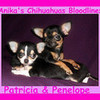 Chihuahuas-in-Florida, images-of-teacup-chihuahuas chiwawagal photo