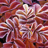winter leaves ambers1999 photo