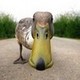 fuzzy_duck's photo