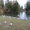 Good view of Ducks..... Ninjaorca photo
