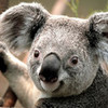 wqent to the zoo and got to be 3 be three steps away for a koala live2lovebieber photo