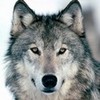 Save the Wolves!! segafan photo