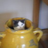 My cat oreo in a pot. nickstokesrocks photo