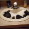 My cat oreo in the sink weird cat!!!! lol so CUTE!! nickstokesrocks photo