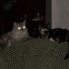 my 2 pet cats ForsakenOutcast photo