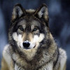 Beautiful Wolf segafan photo
