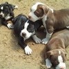 American Pit Bull Terrier Puppies! spunkyonyx photo