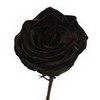 I love black roses spunkyonyx photo