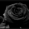 Black Rose spunkyonyx photo