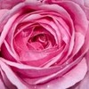 Pretty Pink Rose spunkyonyx photo