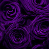 Pretty Purple Roses spunkyonyx photo