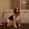 My dog Domino :) Ignas357 photo