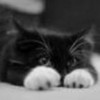♥ Cute black kitten ♥ CHERRY111898 photo