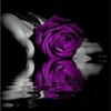 purple roses demilovatorockz photo