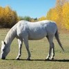 My old horse back in Newfoundland halz140 photo