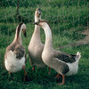 African Geese Barbiegal1234 photo