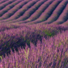 Lavendel, herios photo