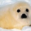 A cute baby seal cuddly-pandas photo
