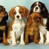 My dog and his friends! iheartpuppies photo