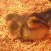 My baby duckling Timmy (4 days old!) Emmy808 photo