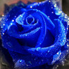 stunning blue rose peterslover photo