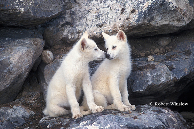 Fanpop - s-f-fan's Photo: cute baby wolves Cute Baby Arctic Wolf