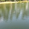 The Gater In The Pond Bhind My House Waterwhip photo