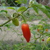 pepper in my backyard browntyreshop photo