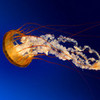 jellyfish! briarlight photo