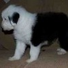 1 of my sheep puppy dogs her name is holly cutegirl12 photo