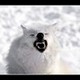 arcticwolf07's photo