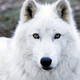 arcticwolf07's photo