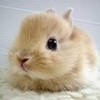 awwww. adorable bunny!!! Kowalski355 photo
