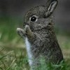 another adorable  bunny picture  Kowalski355 photo