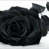 black rose Kowalski355 photo
